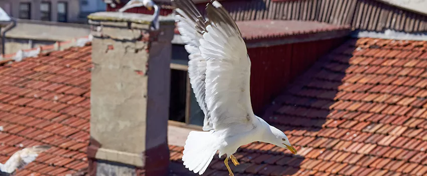 Residential Chimney Animal Removal Solution in Bartlett, IL